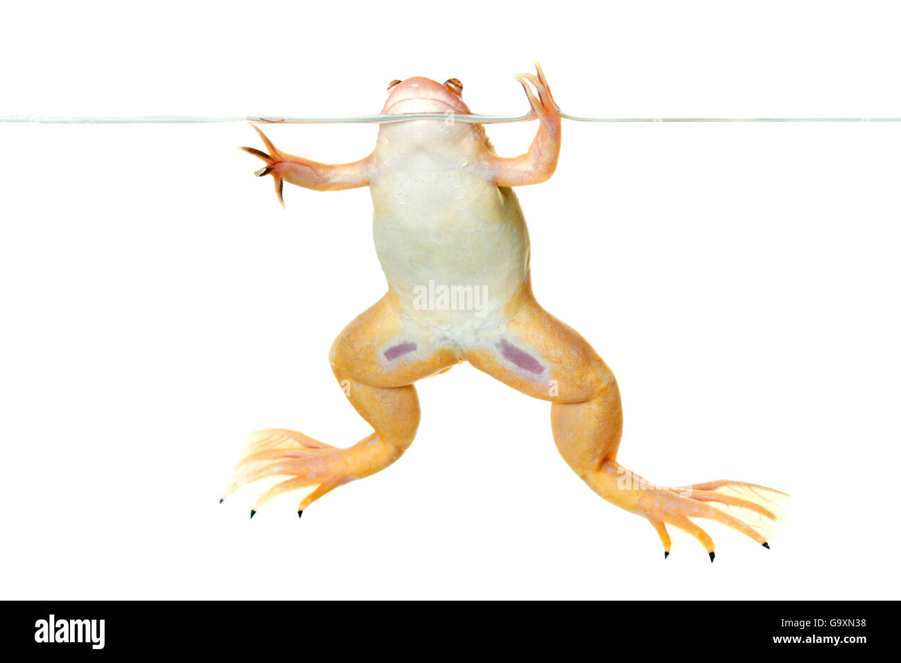 Afrikanische krallenbewehrten Frosch (Xenopus Laevis) an der Wasseroberfläche gefangen, tritt in Afrika. Stockfoto