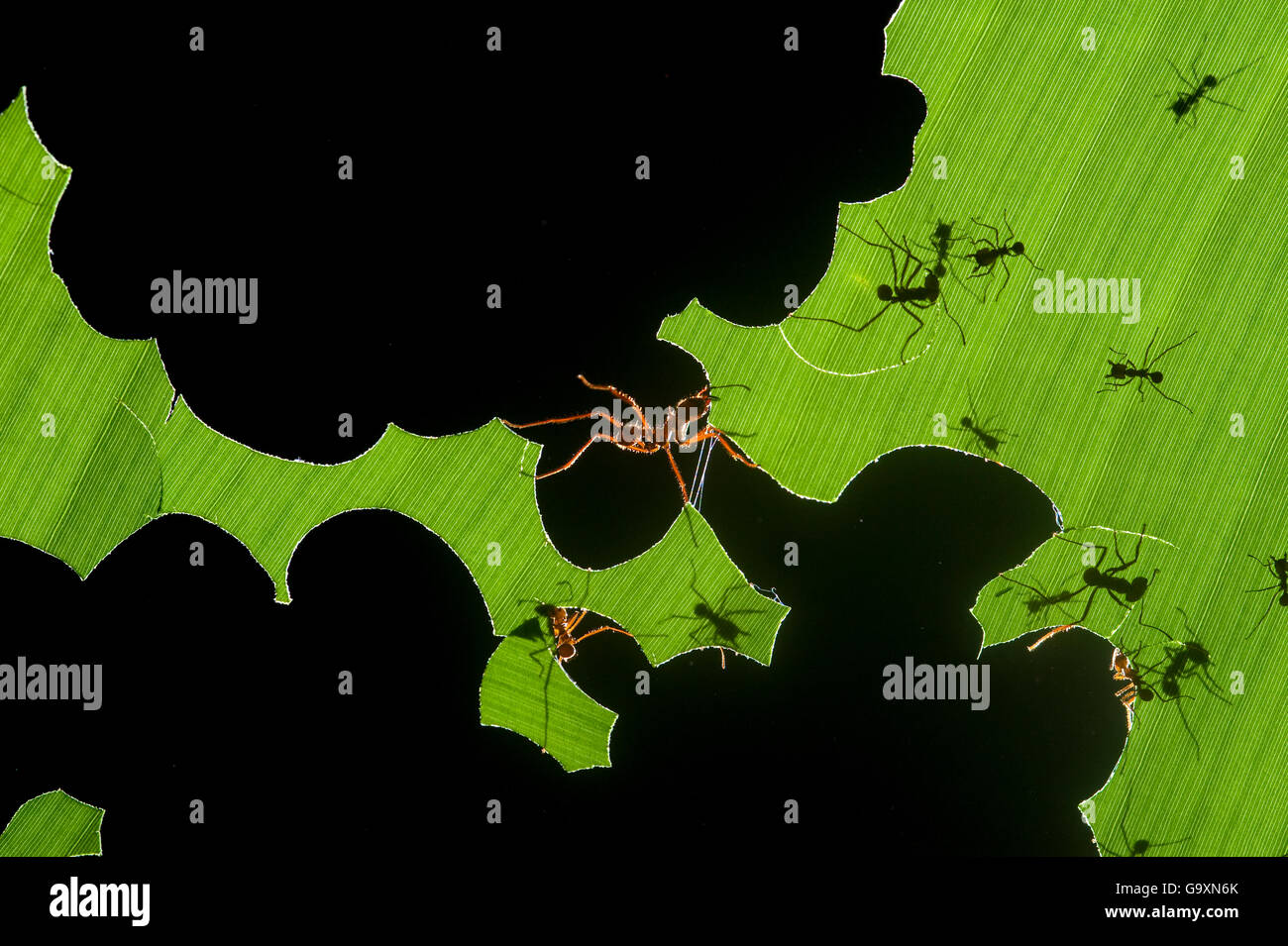 Leafcutter Ameisen (Atta sp) Kolonie Ernte ein Bananenblatt, Costa Rica. 3. Platz in der Kategorie Insekten und Spinnen von der Terr Stockfoto
