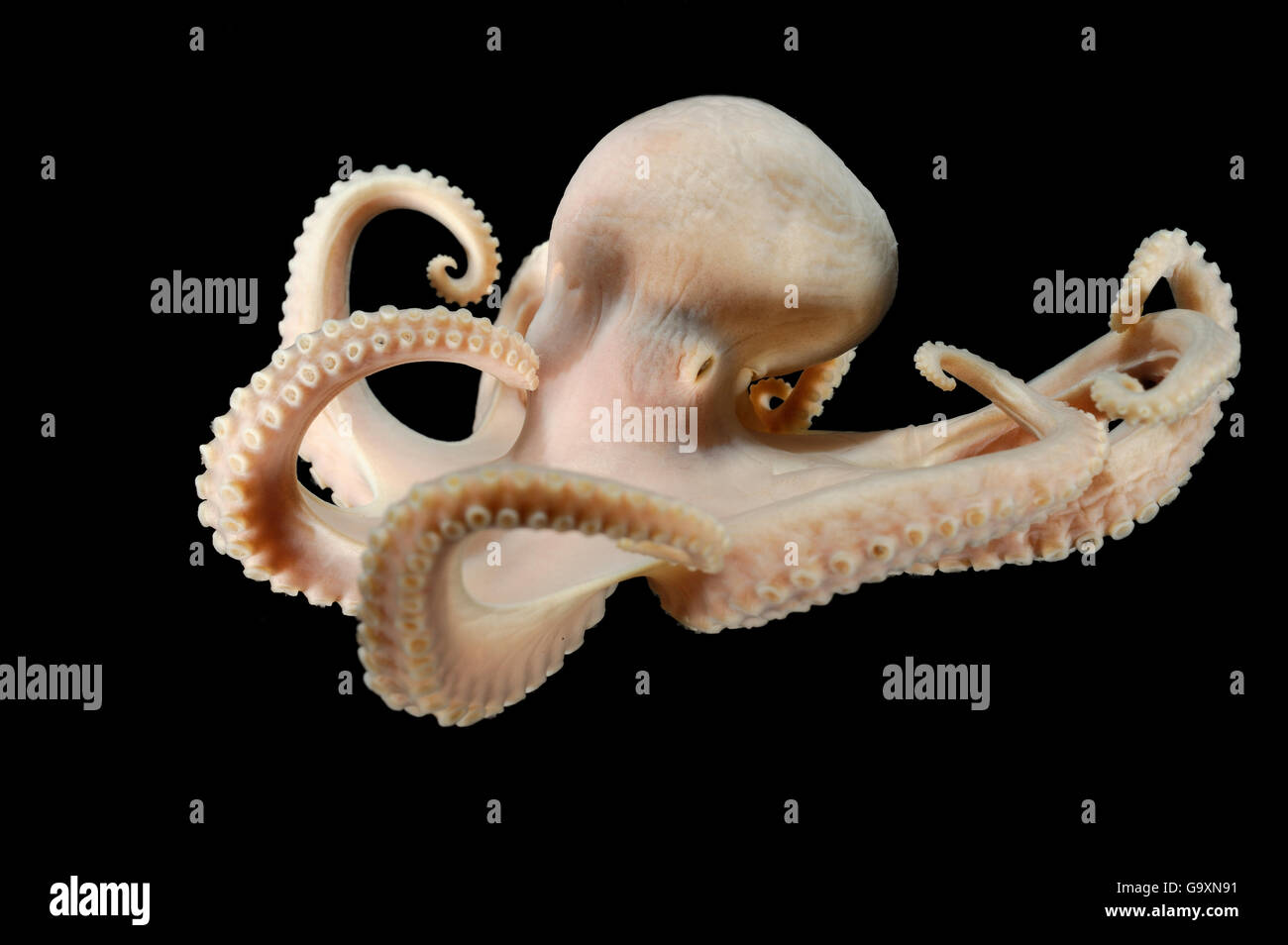 Deepsea Octopus (Bathypolypus Bairdii) Probe aus dem Nordatlantik, in der Nähe von den Färöer Inseln in einer Tiefe von 805m Stockfoto