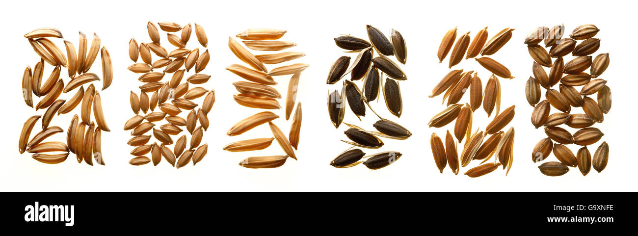 Verschiedene Sorten von Reissaatgut, zeigt Unterschiede in Form und Farbe Morphologie. Stockfoto