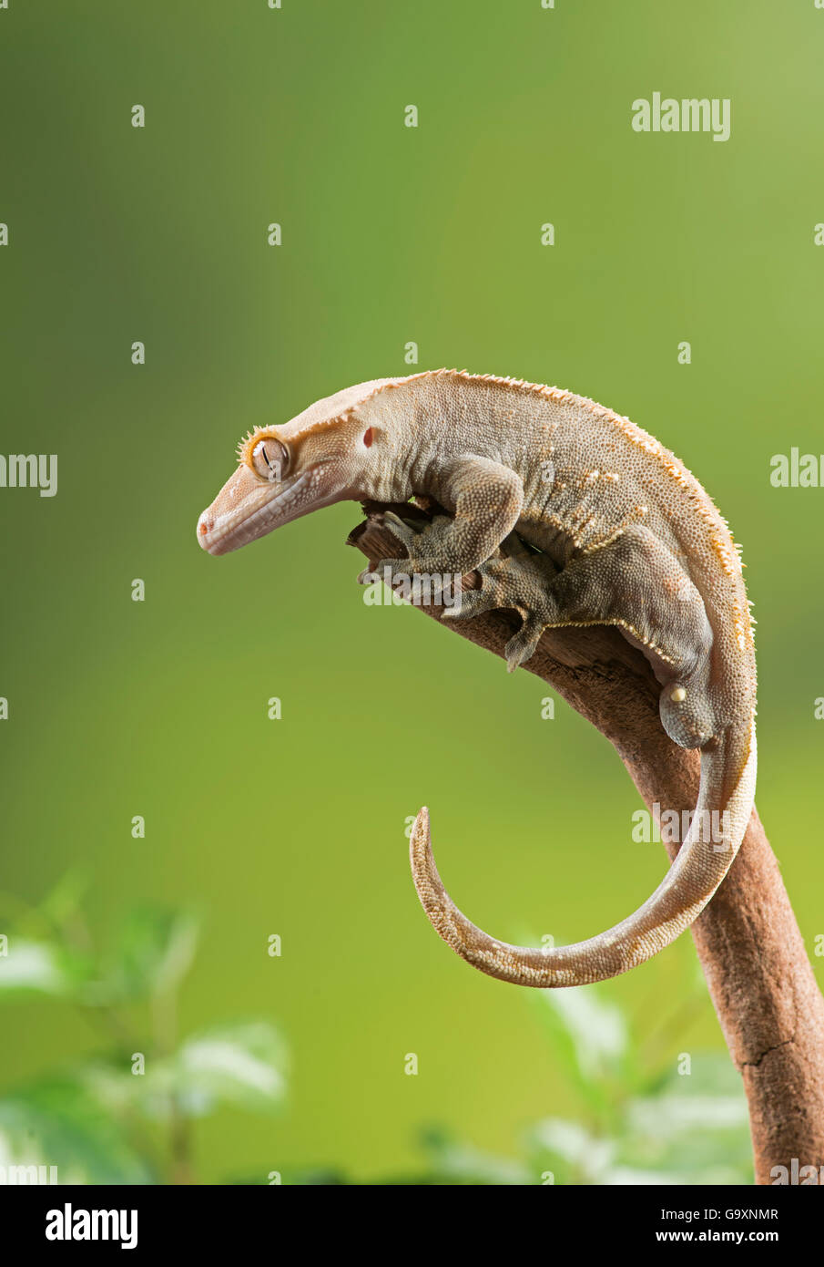 Crested Gecko, (Correlophus Ciliatus) in Gefangenschaft, in Neu-Kaledonien heimisch. Stockfoto