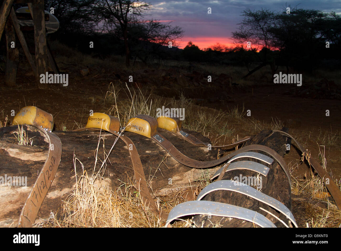 Elefant Radio Kragen auf dem Boden bei Sonnenaufgang, Samburu National Reserve, Kenia. Stockfoto