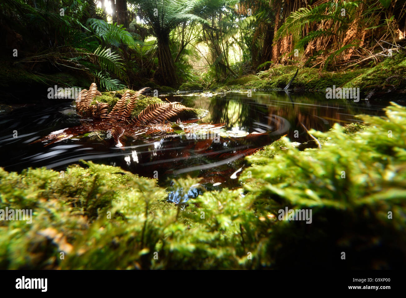 Chatham-Stream auf der Chatham, New Zealand, März 2014. Stockfoto