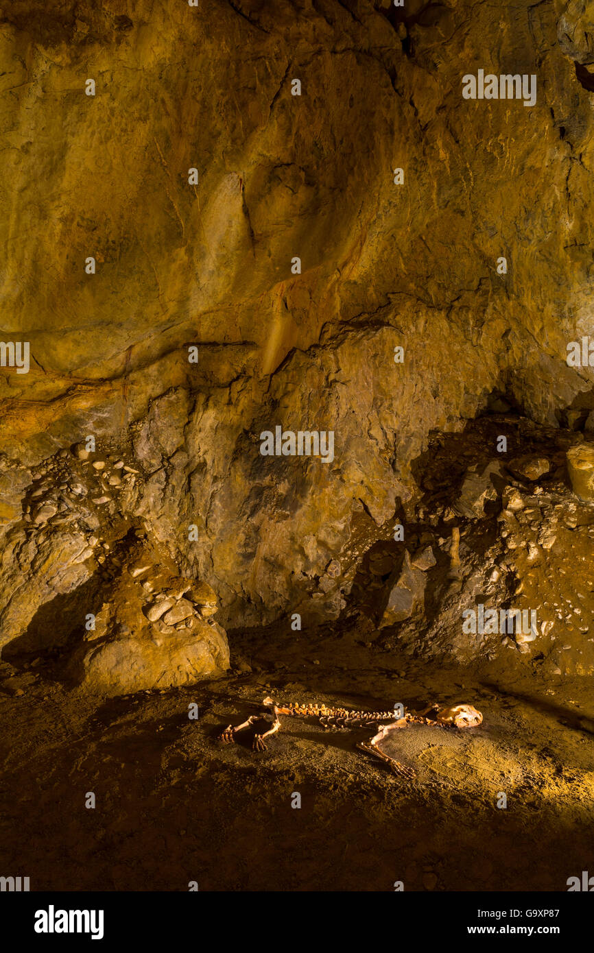 Europäische Höhle Löwe (Panthera Leo Spelaea) Skelett in Arrikrutz Höhle, Onati, Gipuzkoa, Baskenland, Spanien, März 2015. Stockfoto