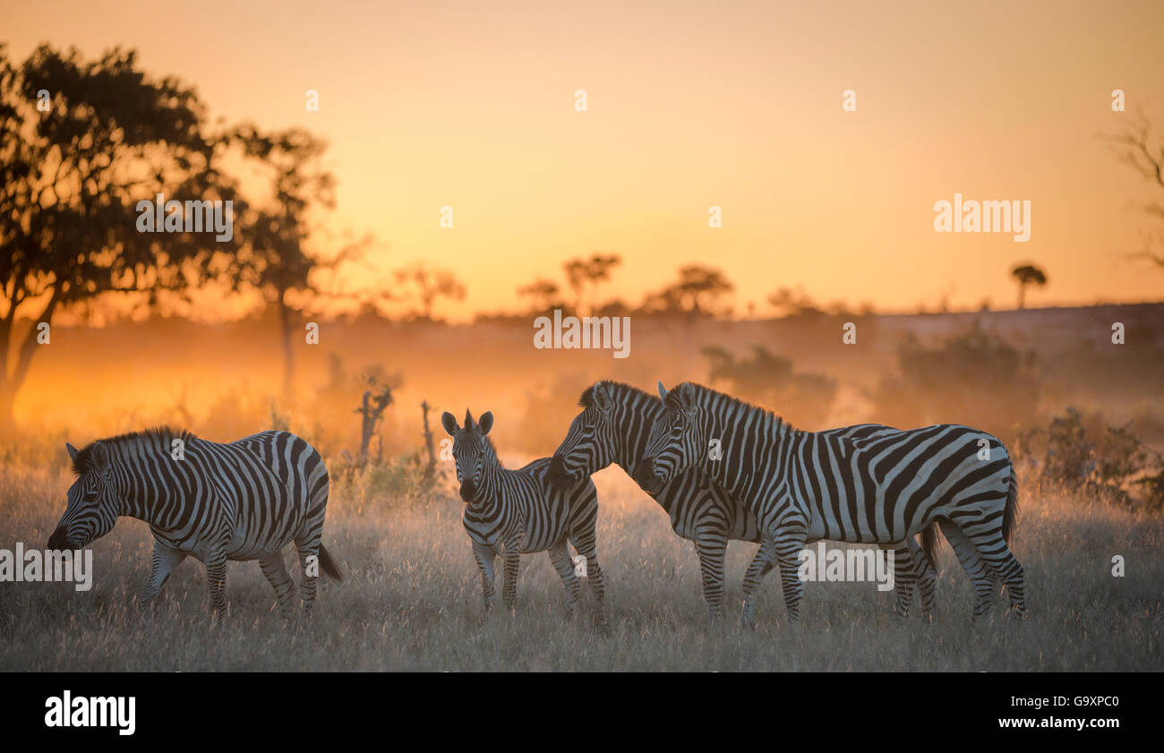 Ebenen Zebra (Equus Quagga) Gruppe von vier darunter Fohlen bei Sonnenuntergang, Savuti Marsh, Botswana. Stockfoto