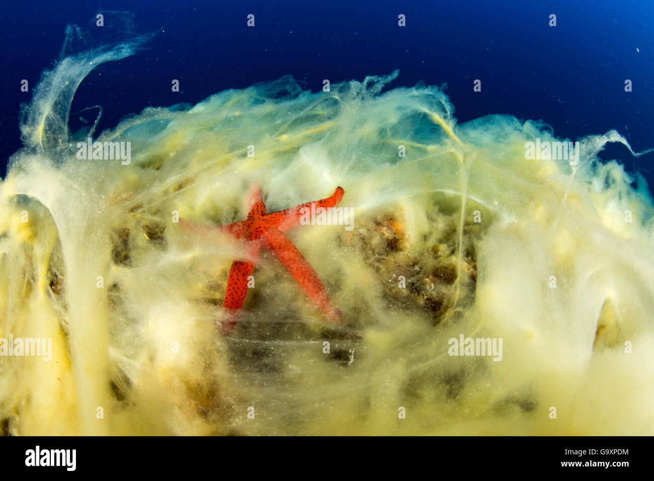 Seestern (Hacelia Attenuata) auf Korallen bedeckt mit Schleim, ein Symptom der steigenden Meer Temperatur, Insel Vis, Kroatien, Adria Stockfoto