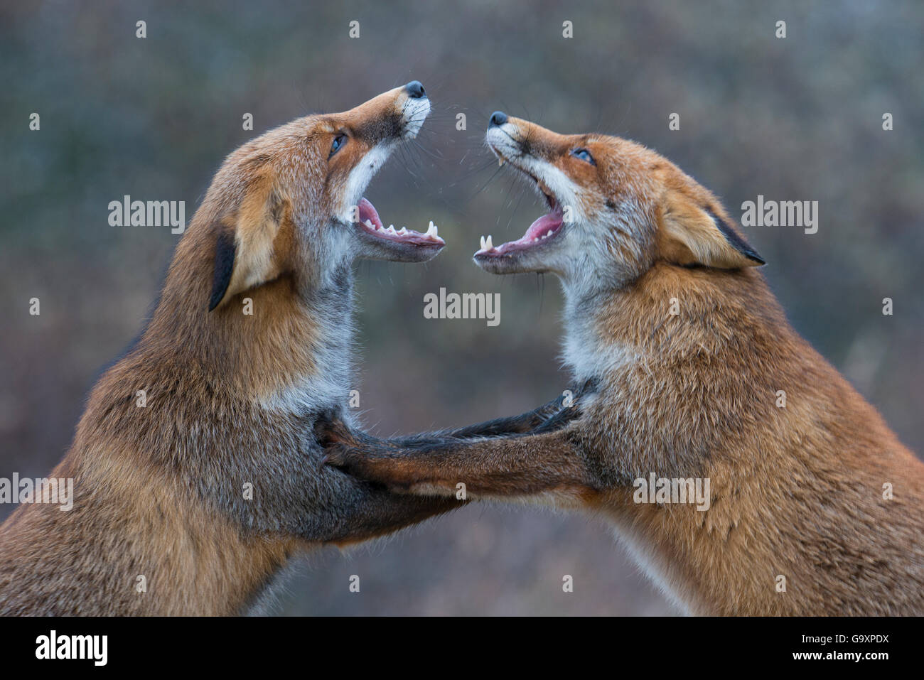 Rotfüchse (Vulpes Vulpes) kämpfen. Stockfoto