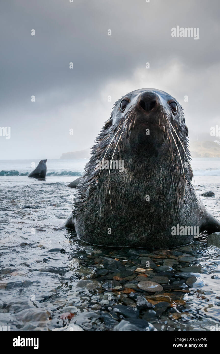 Antarktische Seebär (Arctocephalus Gazella) männlich ruht in einem Fluss, South Georgia Island. Stockfoto