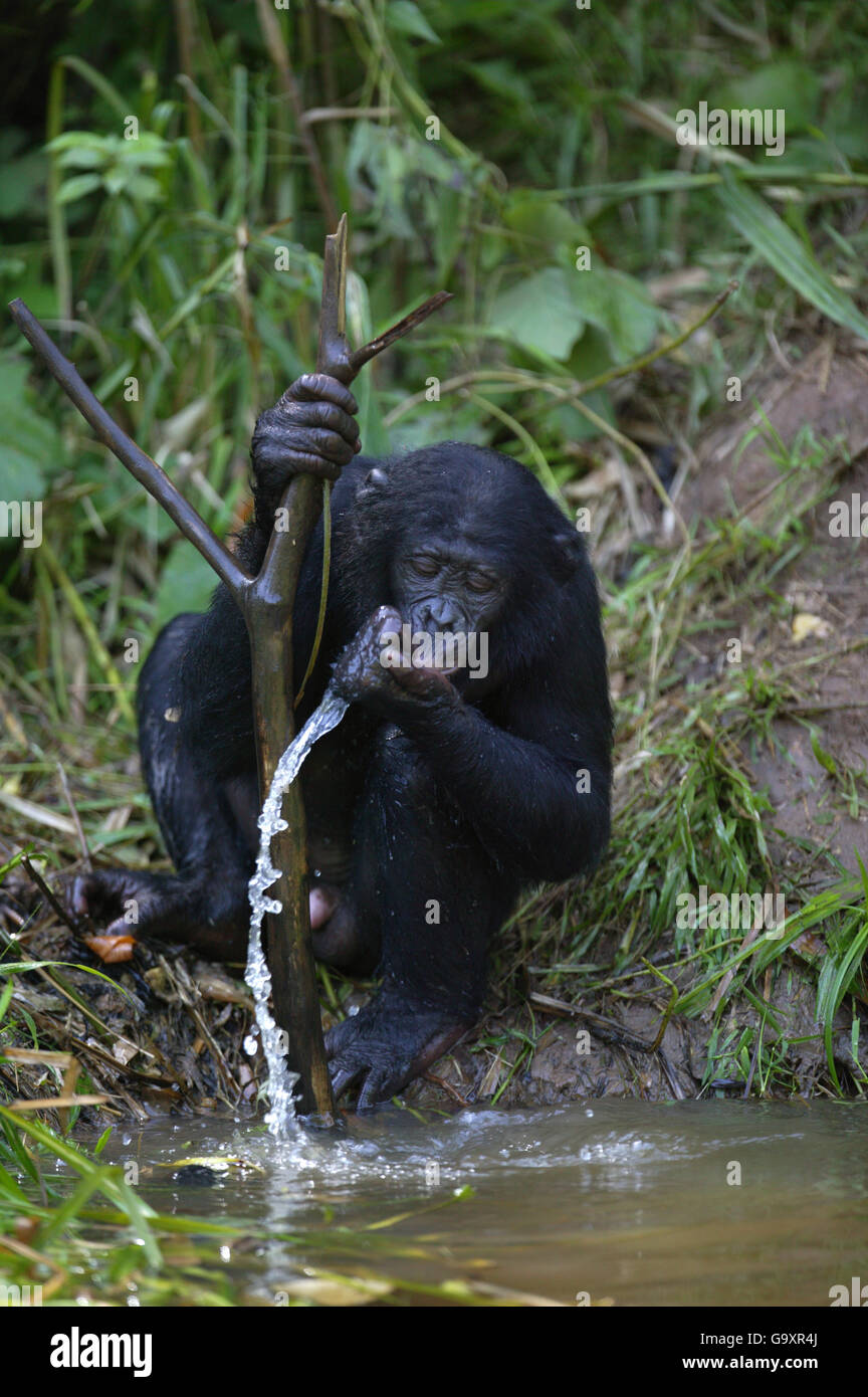 Bonobo (Pan Paniscus) trinken, Lola ya Bonobo Sanctuary, demokratische Republik Kongo. Stockfoto