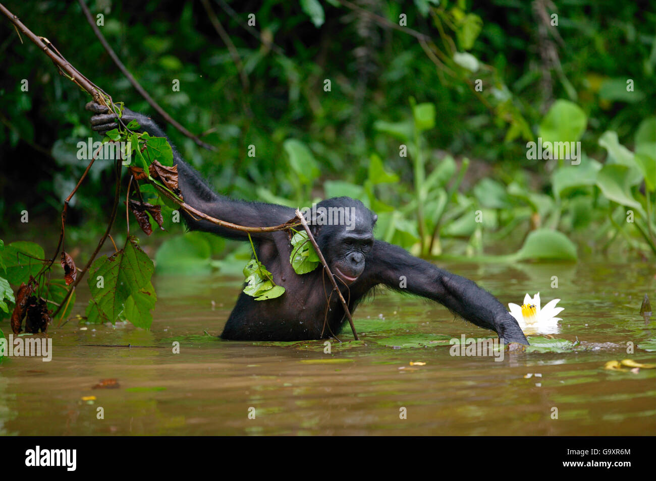 Bonobo (Pan paniscus) die Nahrungssuche in Fluss, Lola Ya Bonobo Heiligtum, der Demokratischen Republik Kongo. Stockfoto