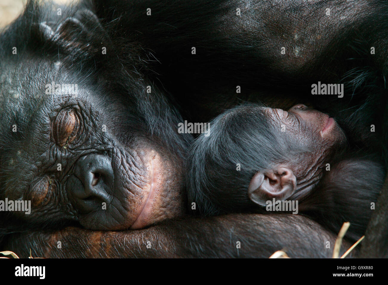 Bonobo (Pan paniscus) Mutter mit ihrem neugeborenen Baby, Lola Ya Bonobo Heiligtum, die Republik Kongo. Stockfoto
