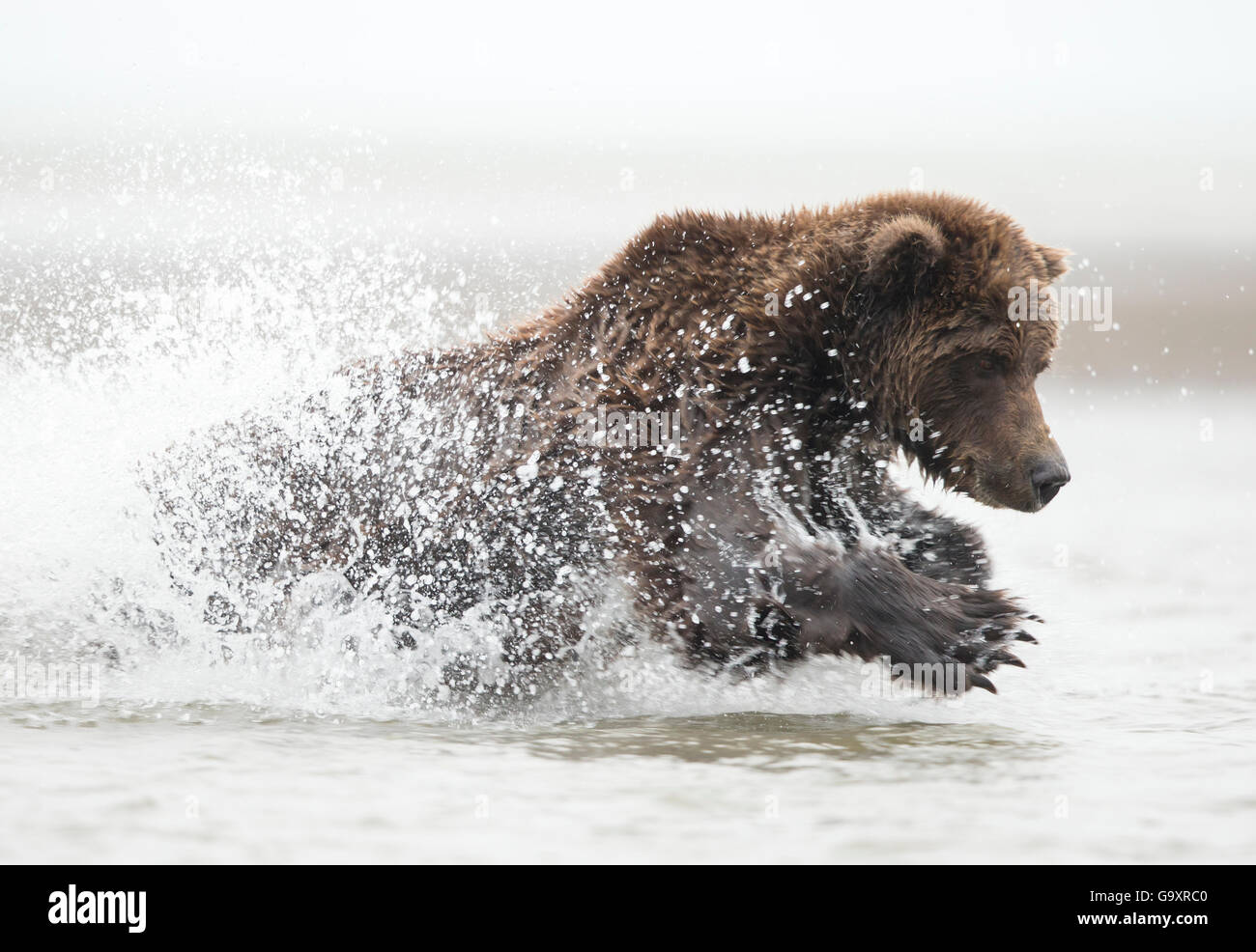 Coastal Braunbär (Ursus Arctos) Angeln, Lake Clarke-Nationalpark, Alaska, September. Stockfoto