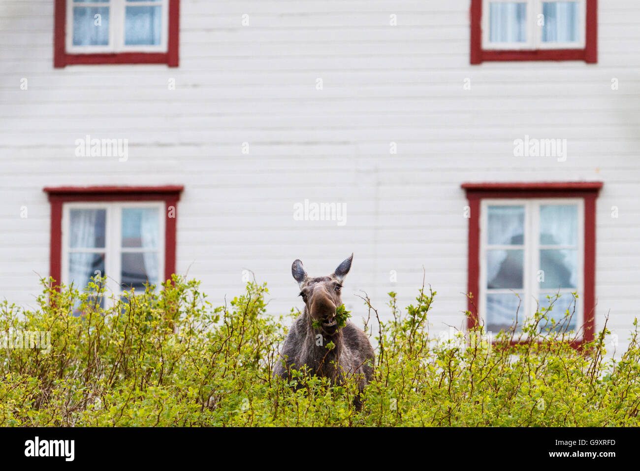 Europäischen Elch / Elch (Alces Alces) Fütterung in der Nähe ein Haus. Troms Nordnorwegen. Mai Stockfoto