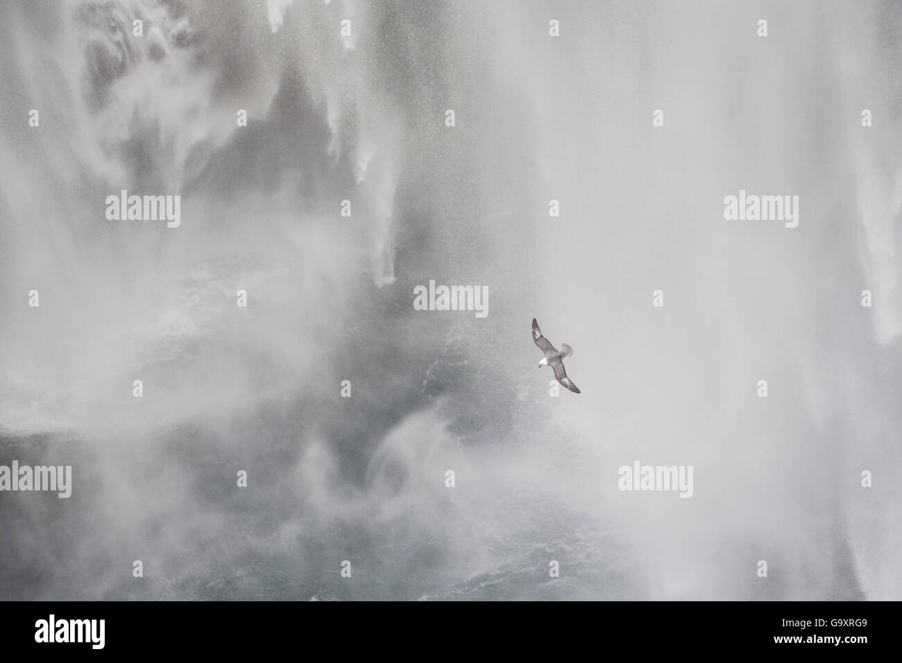 Fulmar (Fulmarus Cyclopoida) fliegen durch Wasserfall, Island, März. Stockfoto