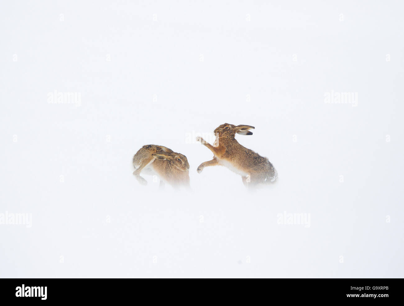 Feldhase (Lepus Europaeus) Boxen Verhalten im Schnee bedeckt Feld, Derbyshire, UK, März. Stockfoto