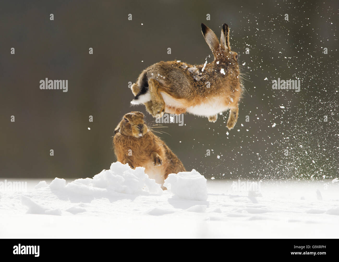 Feldhase (Lepus Europaeus) erwachsenes Weibchen (Luft) springen aus ihrer Form im Schnee, vom männlich, Derbyshire, UK. März. Stockfoto