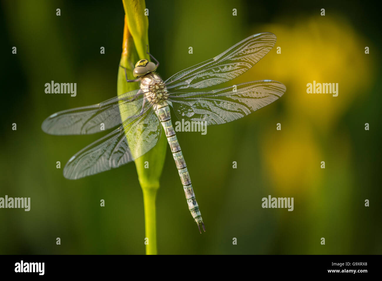 Frisch geschlüpfte Kaiser Libelle (Anax Imperator) ruht auf gelbe Iris (Iris Pseudacorus) Broxwater, Cornwall, UK. Juni 2015. Stockfoto