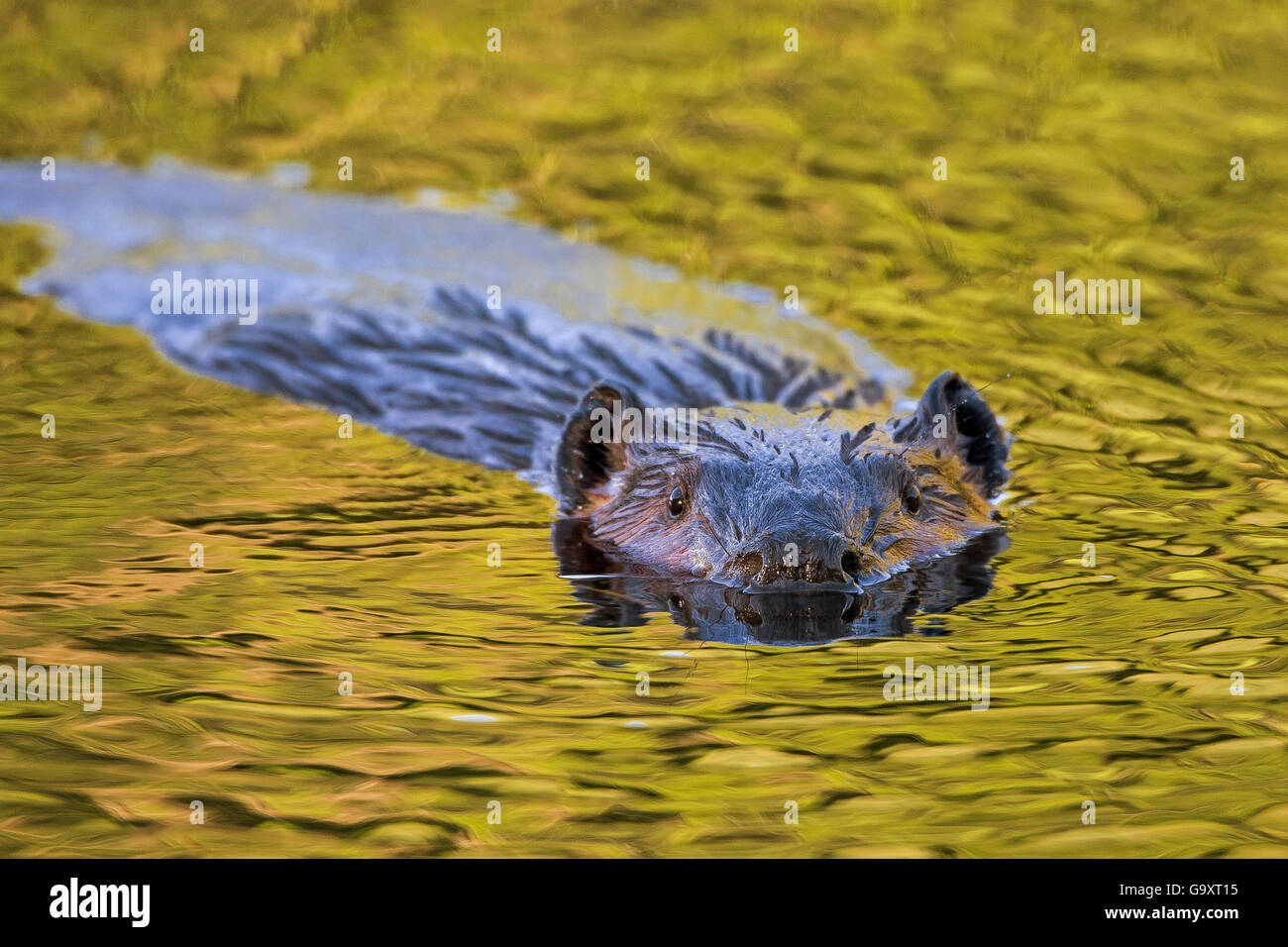 Nordamerikanische Biber (Castor Canadensis). Schwimmen im späten Abendlicht, Acadia National Park, Maine, USA., September. Stockfoto