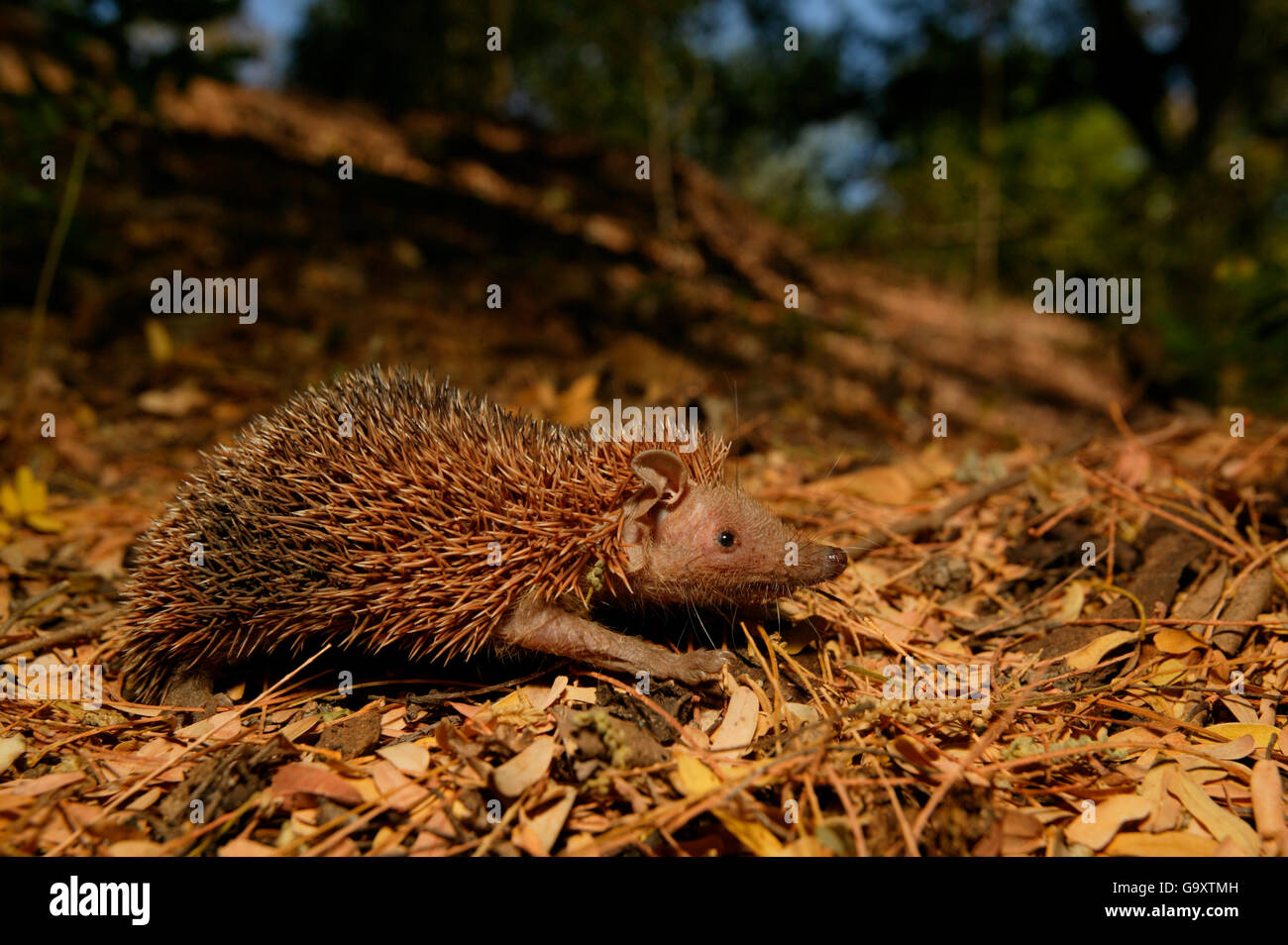 Tenreks (Echinops Telfairi) zu Fuß über Laubstreu, Berenty Reserve, Madagaskar. Stockfoto