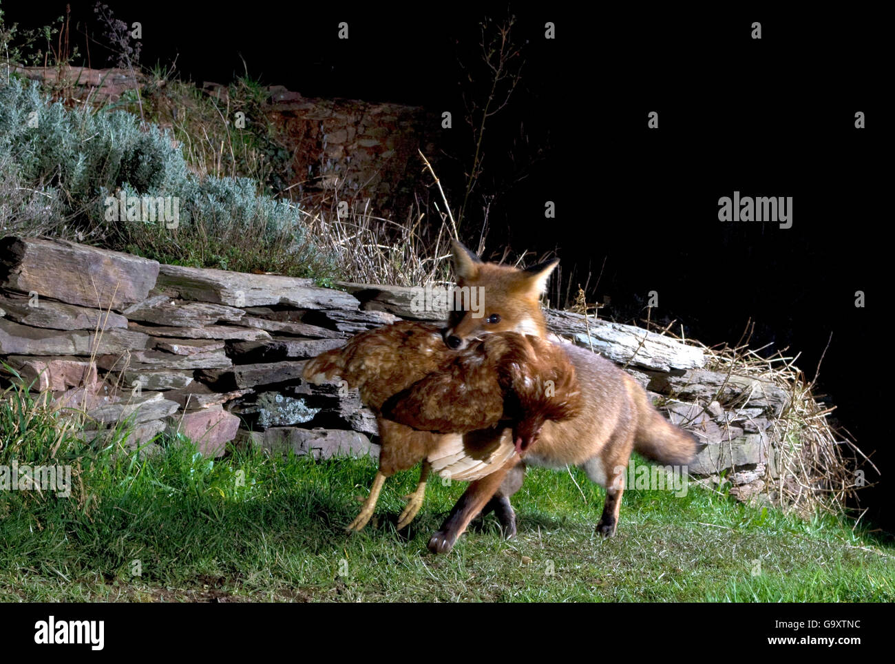 Rotfuchs (Vulpes Vulpes) mit totes Huhn aus Hof, Somerset, UK, März. Stockfoto