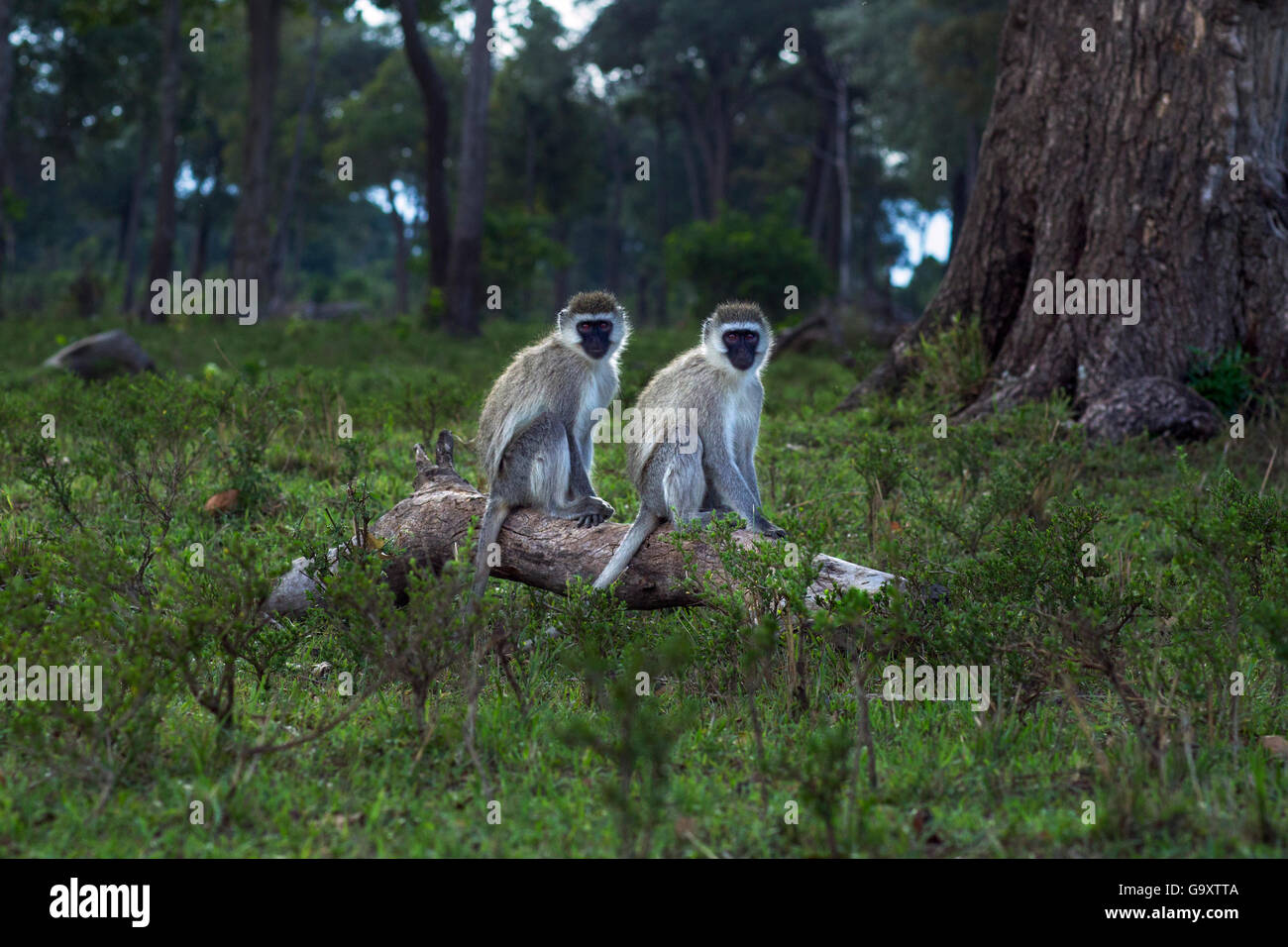 Vervet Affen (grüne Aethiops) auf einen umgestürzten Baum sitzend. Masai Mara National Reserve, Kenia. Dezember Stockfoto
