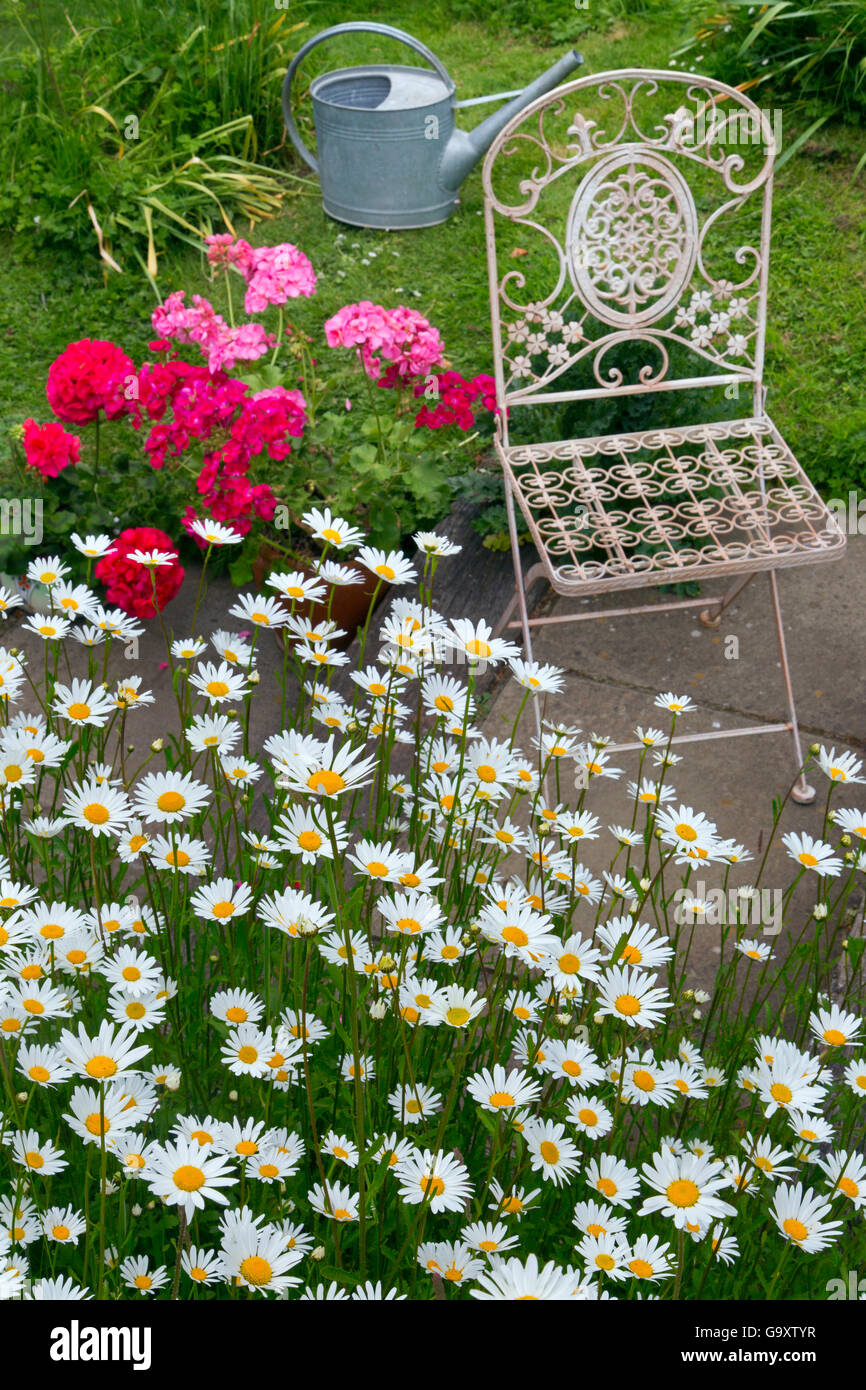 Garten Sie Stuhl mit Ochsen-Auge Margeriten (Leucanthemum Vulgare) und Topfpflanzen Sie Pelargonien. Stockfoto