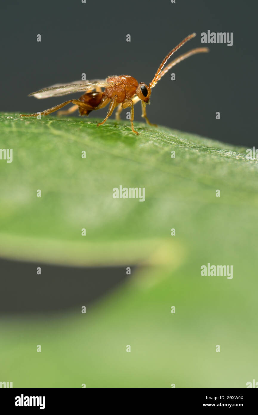 Gall Wasp (Biorhiza Pallida) auf Eiche Blatt. Niedersechsische Elbtalaue Biosphere Reserve, Elbtal, Niedersachsen, Deutschland, Stockfoto