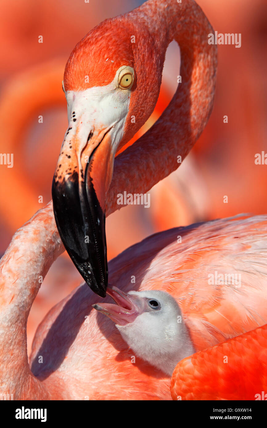 Karibik Flamingo (Phoenicopterus Ruber) Erwachsenen Fütterung Küken, Ria Lagartos Biosphären-Reservat, Halbinsel Yucatan Mexiko, Juni. W Stockfoto