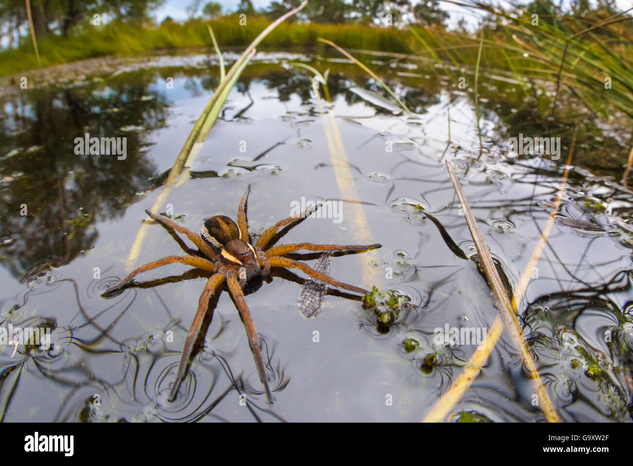 Spider (Dolomedes Fimbriatus) weibliche Heide Pool Floß. Beachten Sie die Flügel der vordatierte Damselfly schwimmt auf der Oberfläche des Wassers unter t Stockfoto