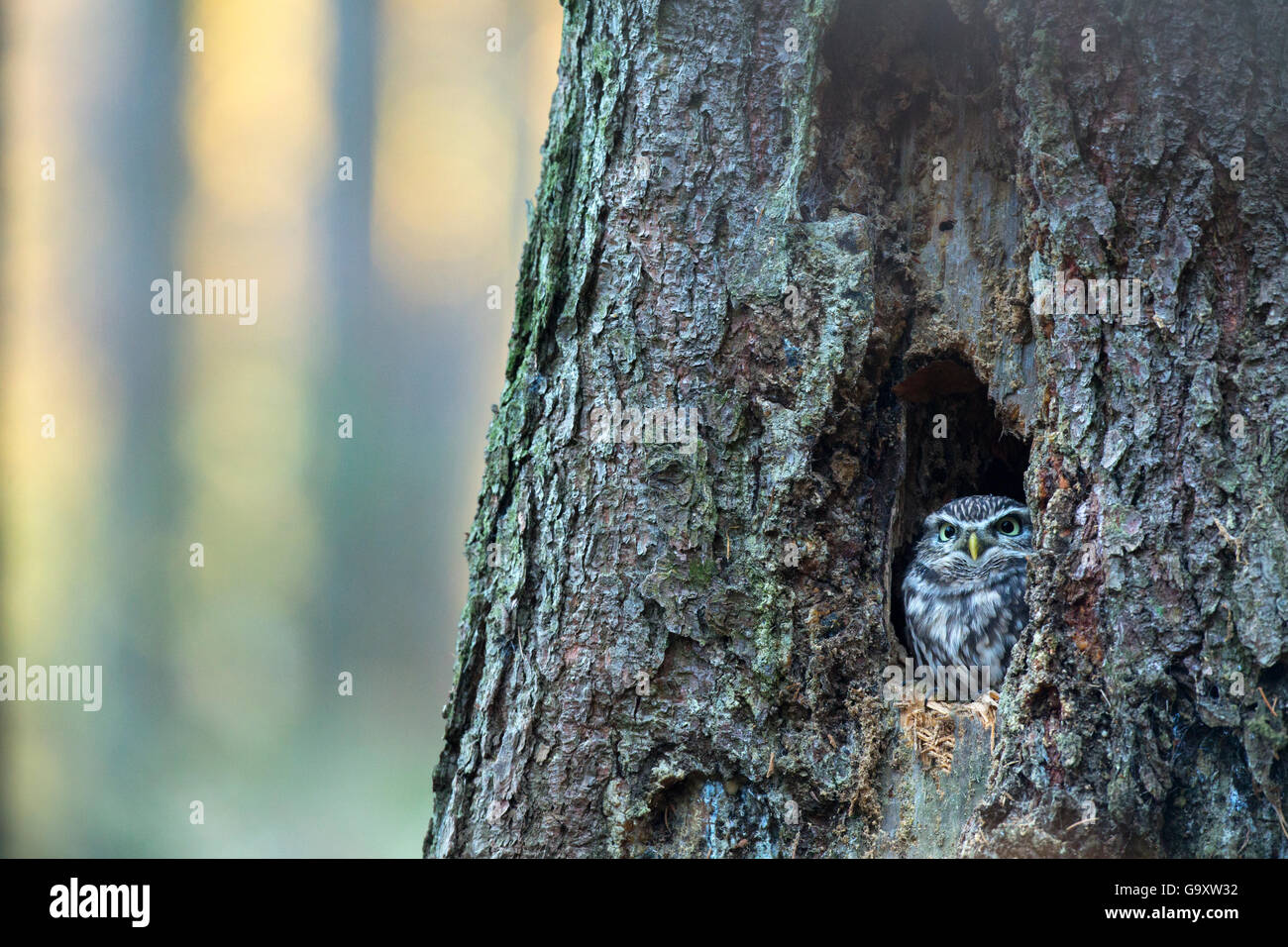 Steinkauz (Athene Noctua) sitzen in Baumhöhle, Tschechische Republik, November. In Gefangenschaft. Stockfoto