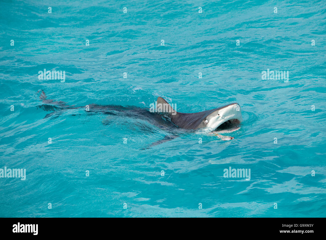 Tigerhai (Galeocerdo Cuvier) mit offenem Mund an der Oberfläche, nördlichen Bahamas, Karibik, Atlantik Stockfoto