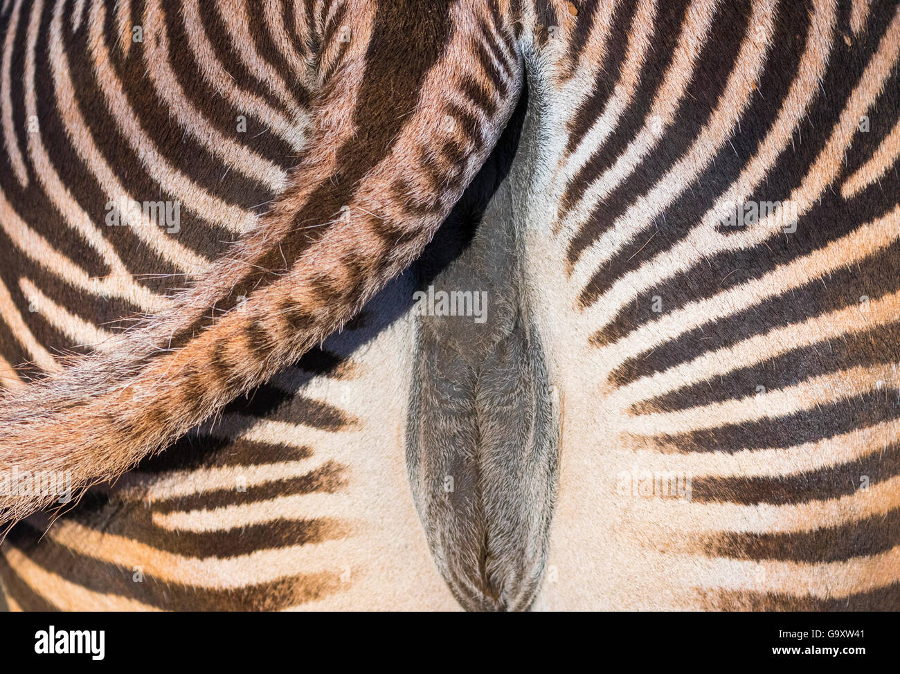 Weibliche GREVY Zebra (Equus Grevyi) Großaufnahme der Rute schwingen, in Gefangenschaft, tritt in Kenia und Äthiopien, bedrohte Arten. Stockfoto