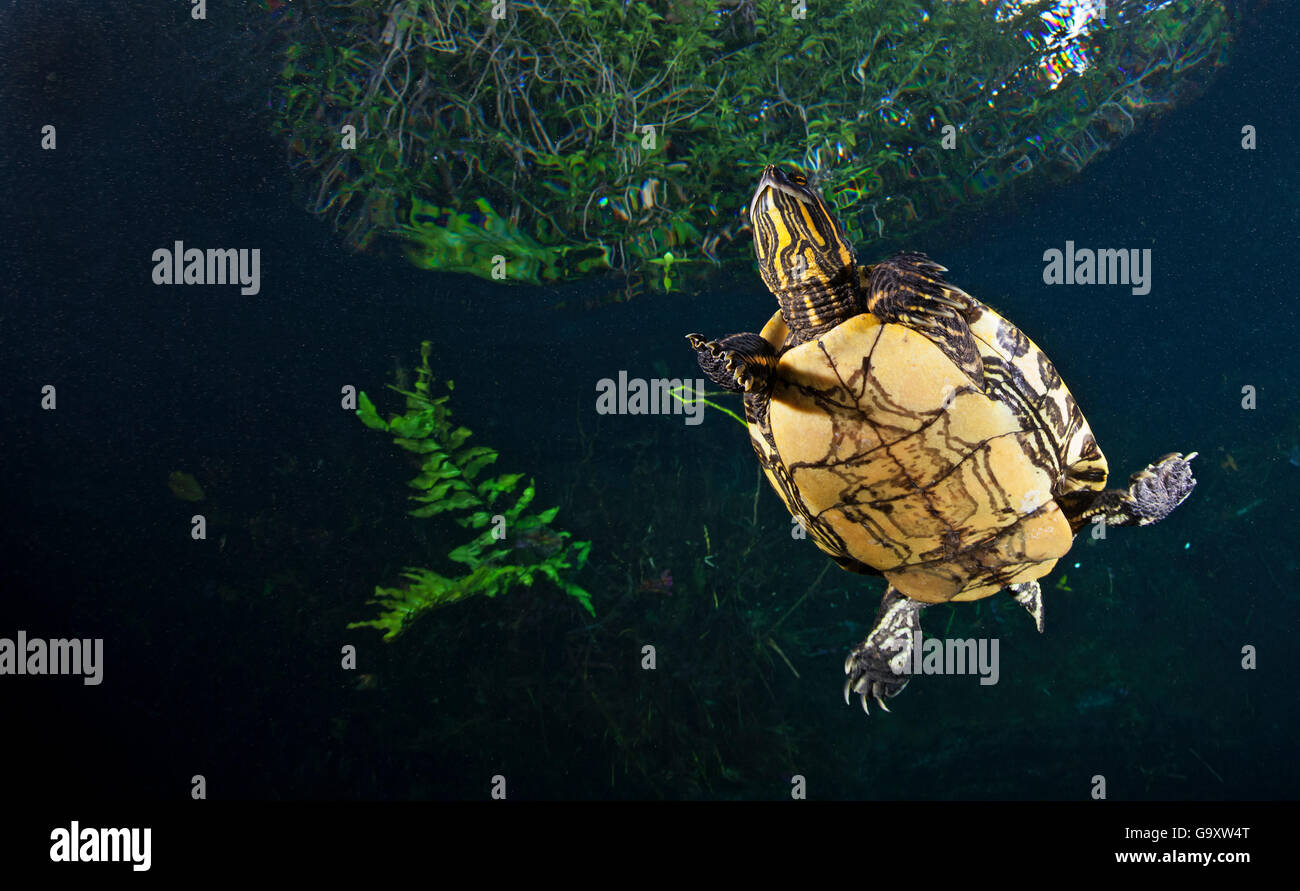 Mesoamerikanischen Schieberegler Schildkröte / Sumpfschildkröte (ist Scripta Venusta) in Doline, Cenote Carwash, in der Nähe von Tulum, Halbinsel Yucatan, mich Stockfoto