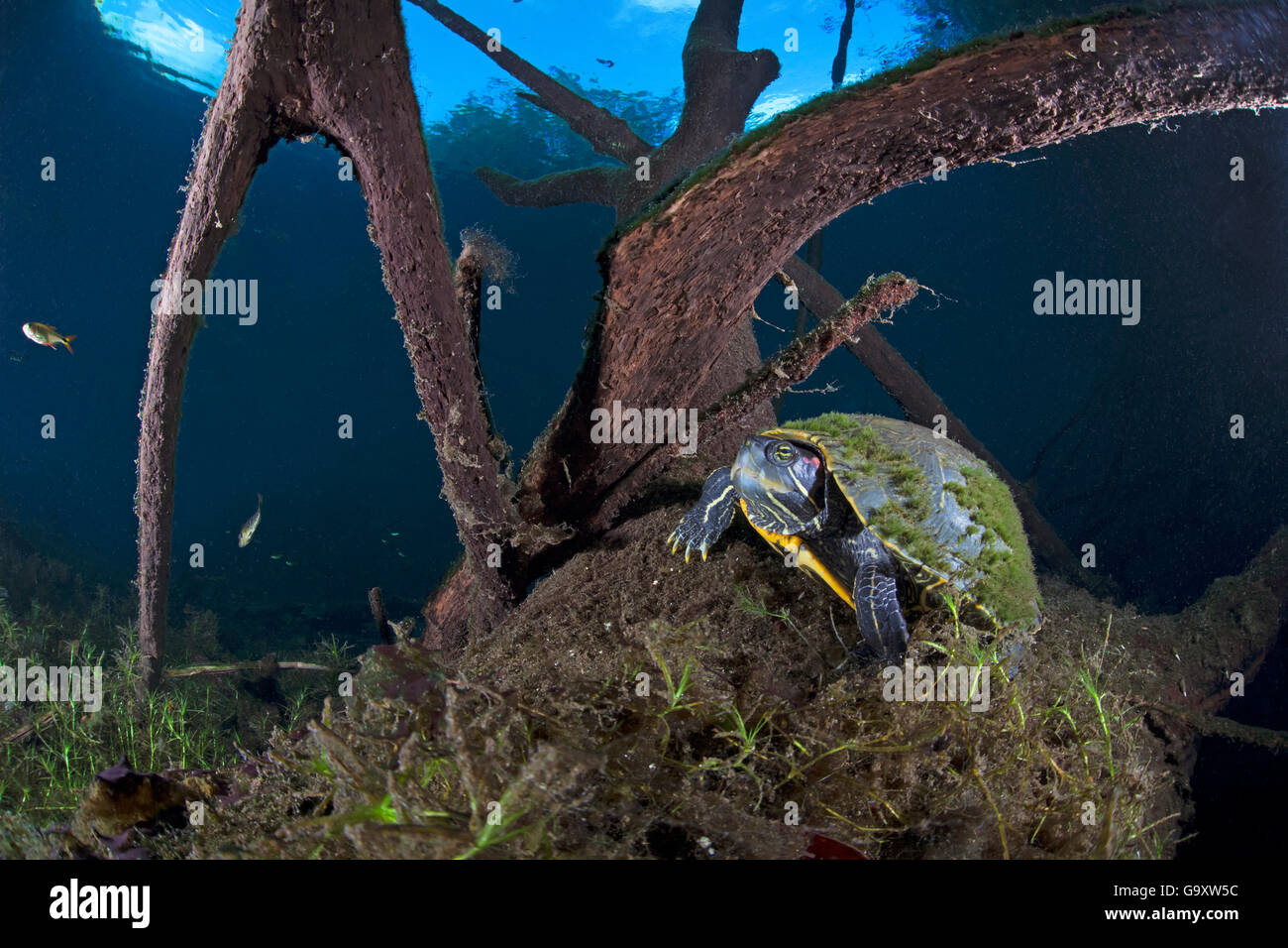 Mesoamerikanischen Schieberegler Schildkröte / Sumpfschildkröte (ist Scripta Venusta) in Doline, Cenote Carwash, in der Nähe von Tulum, Halbinsel Yucatan, mich Stockfoto