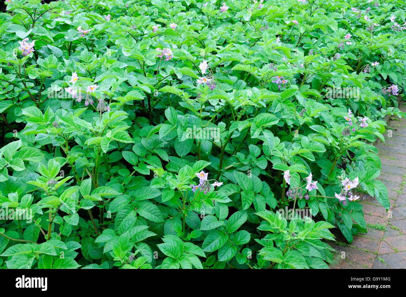 Kartoffeln wachsen in einem Gemüse Garten Solanum Tuberosum Blue belle Stockfoto