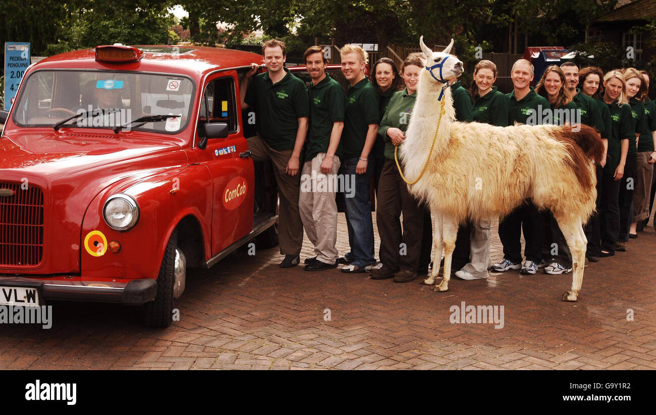 London Zoo "freien Taxifahrer Wochenende" Stockfoto