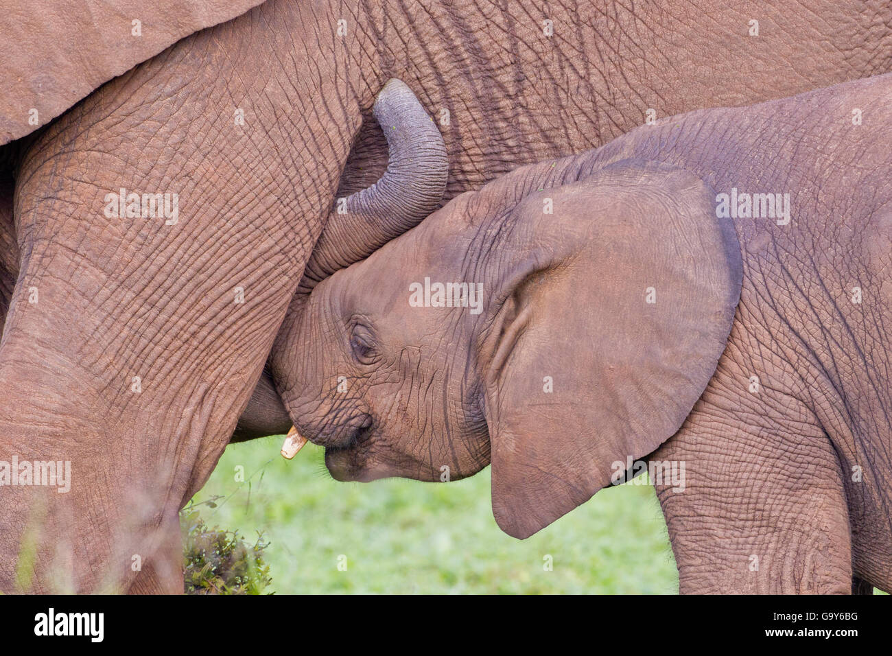 Afrikanische Elefanten (Loxodonta Africana) im Addo Elephant Park, Südafrika Stockfoto