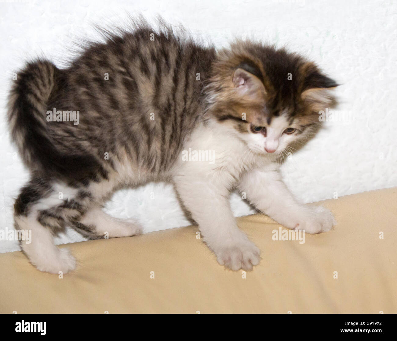 Katze Kitten Haustiere in- Stockfoto