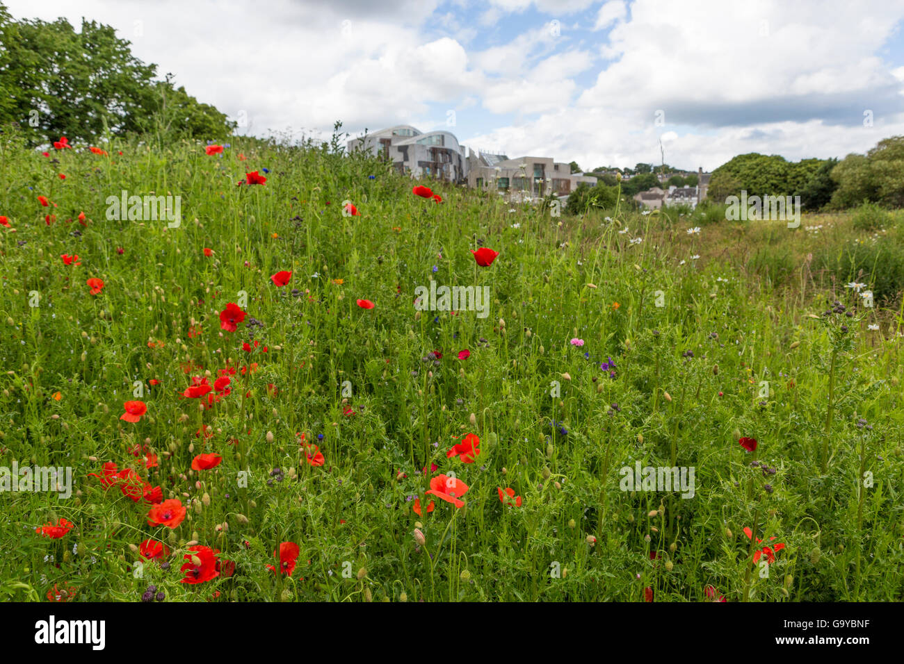 Edinburgh, Schottland. 1. Juli 2016. Auf das hundertjährige Jubiläum des Beginns der Schlacht an der Somme, Mohnblumen blühen in den Gärten des schottischen Parlaments Credit: Richard Dyson/Alamy Live News Stockfoto