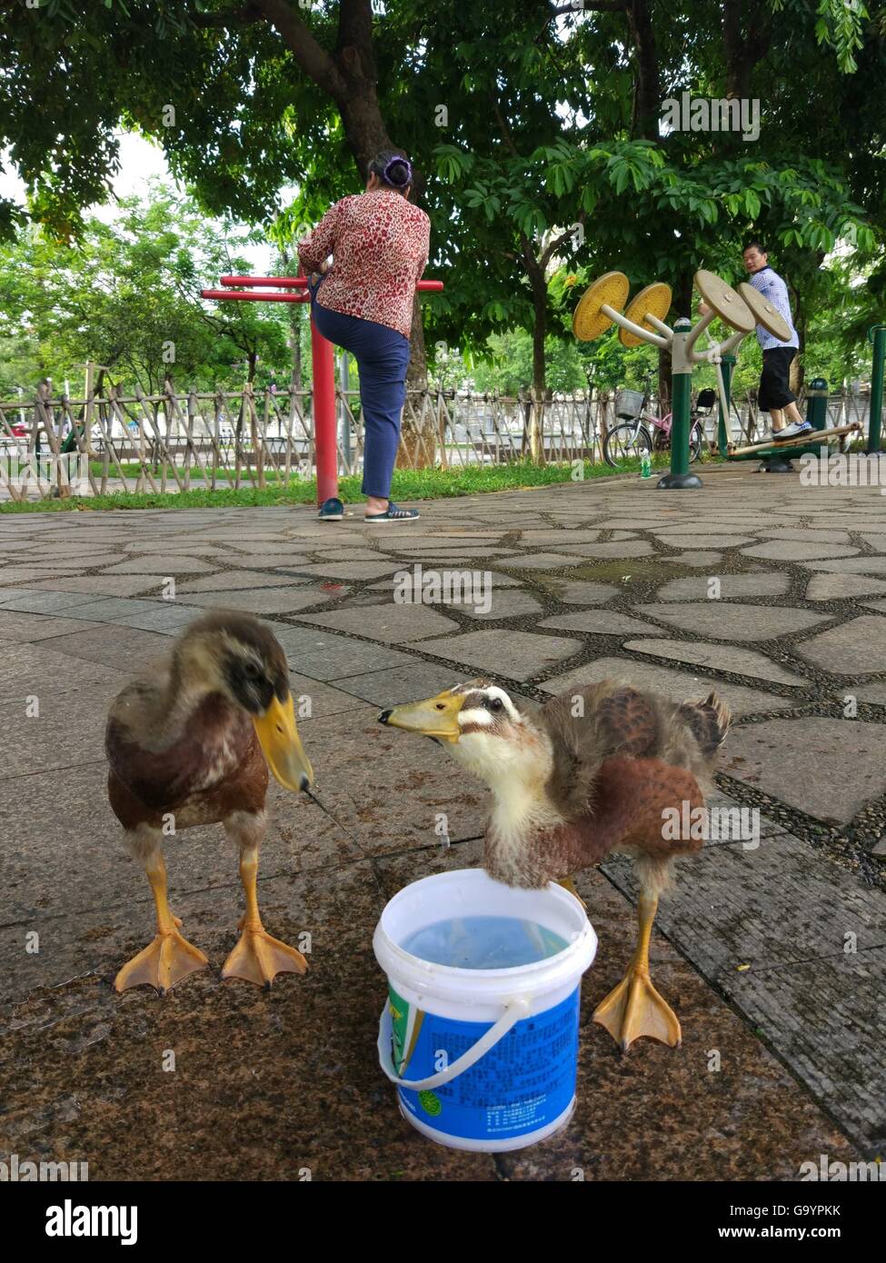 Dongguan, Dongguan, CHN. 4. Juli 2016. Dongguan, China - 4. Juli 2016: (Nur zur redaktionellen Verwendung. CHINA aus) Frau Liu ist ihr Haustier Enten im Park mit Futter und Wasser zu Fuß. Sie hat ihnen 34 Tage lang aufbewahrt. Ihr Sohn will zu töten und zu essen. Aber Frau Liu nicht es erlauben. © SIPA Asien/ZUMA Draht/Alamy Live-Nachrichten Stockfoto