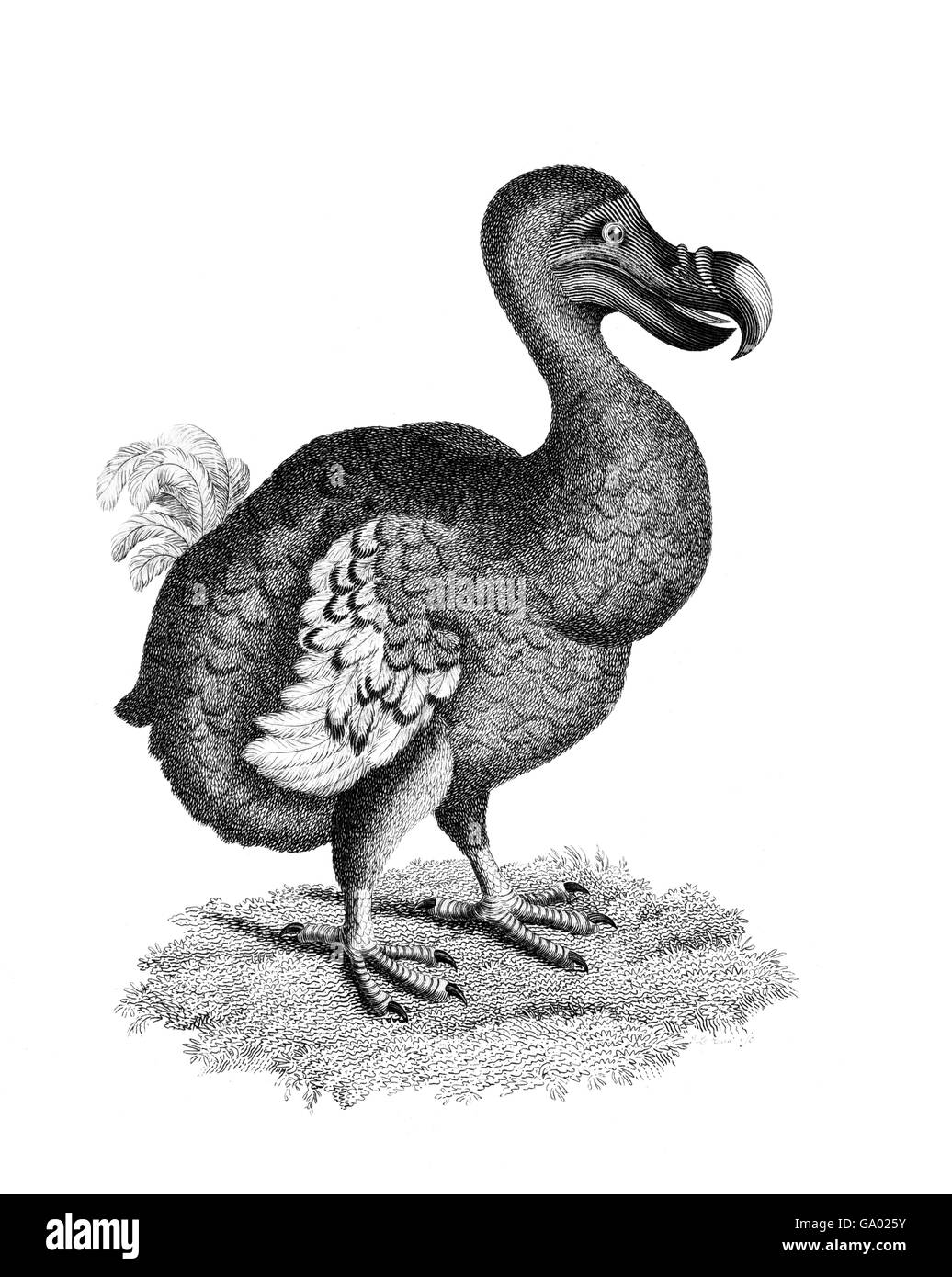 Dodo. Illustration im Jahr 1809 veröffentlicht. Stockfoto