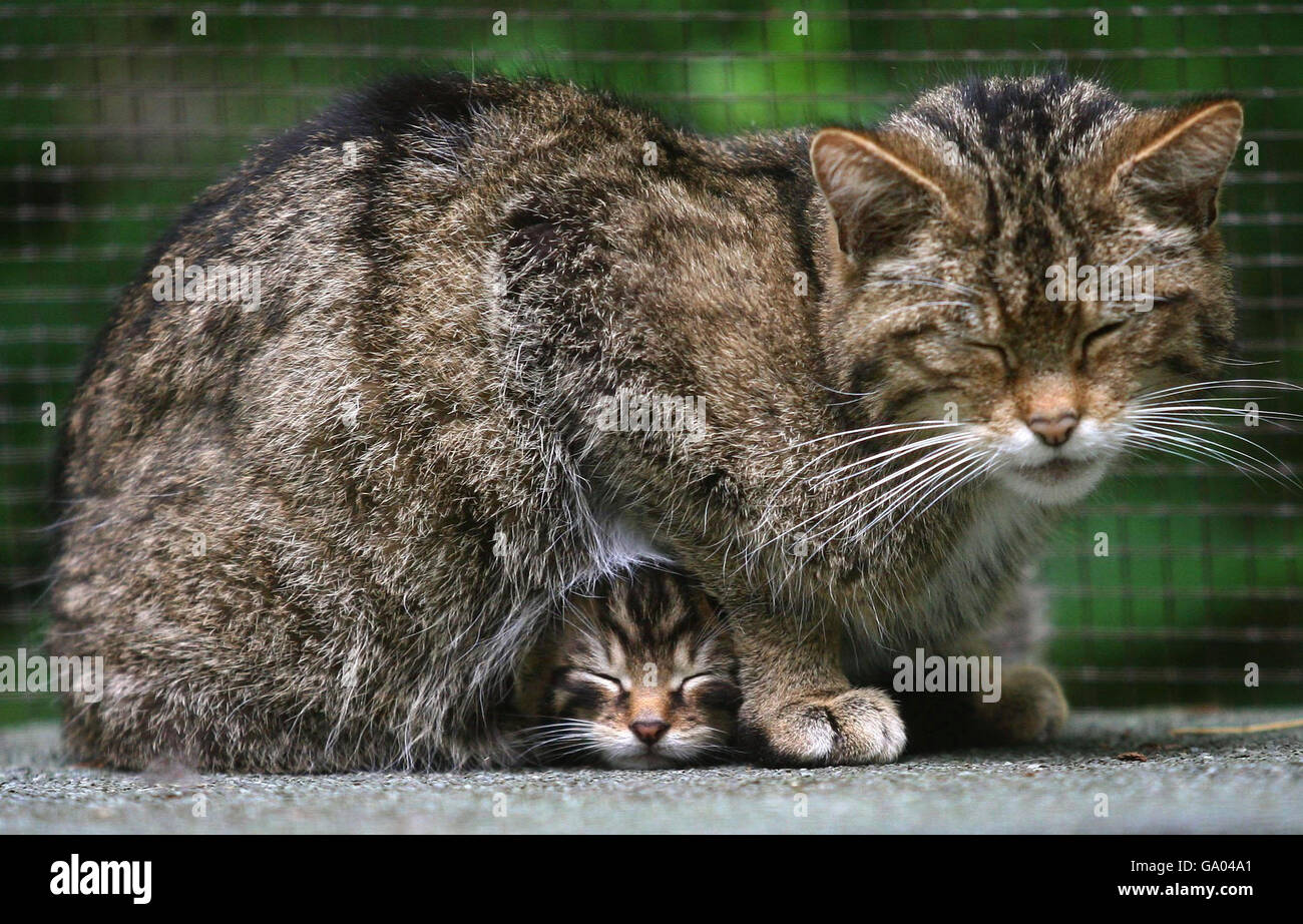 Eine seltene schottische Wildkatze Kätzchen Unterschlupf unter Mama Flora im Wildwood Discovery Park, in der Nähe von Canterbury, Kent. Stockfoto