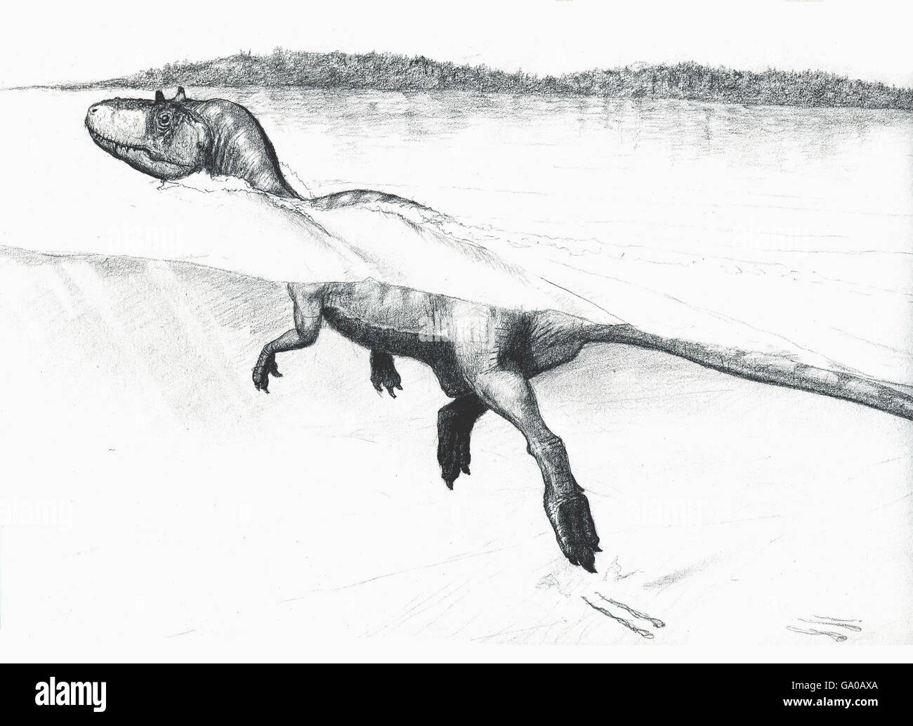 Undated Guillaume Suan, University of Lyon Künstlerbild eines schwimmenden Dinosauriers. Eine bemerkenswerte Reihe von Klauendrucken in einem alten Seebett erhalten bieten die besten Beweise noch, dass einige Dinosaurier schwimmen konnten. Die 15 Meter lange Bahntrasse in Spanien wurde von einem großen schwimmenden Tier zurückgelassen, das vor 125 Millionen Jahren gegen das Sediment schwamm. Stockfoto