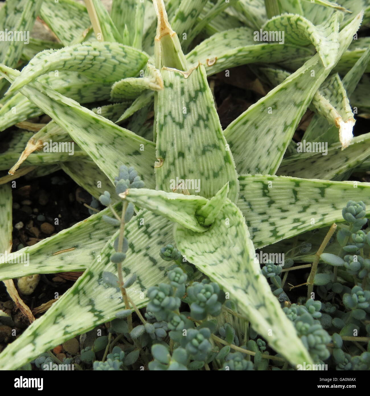 ziemlich grün Succulant Kaktus Stockfoto