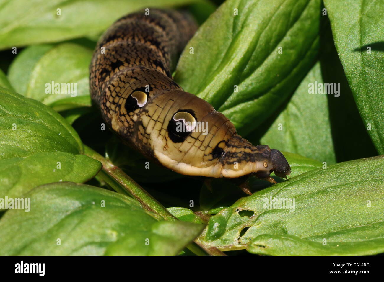 Elephant Hawk-Moth Caterpillar Closeup Stockfoto