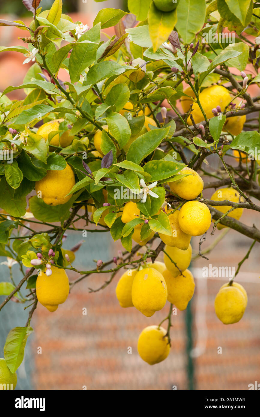 Zitronen wachsen auf einem Baum in Nordspanien Stockfoto