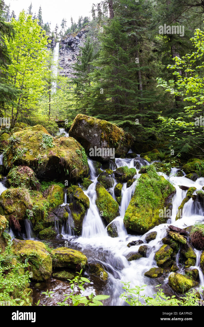 Watson-Fälle ist ein 272-Fuß Wasserfall im Douglas County Oregon, mit üppiger Vegetation im Frühjahr Stockfoto
