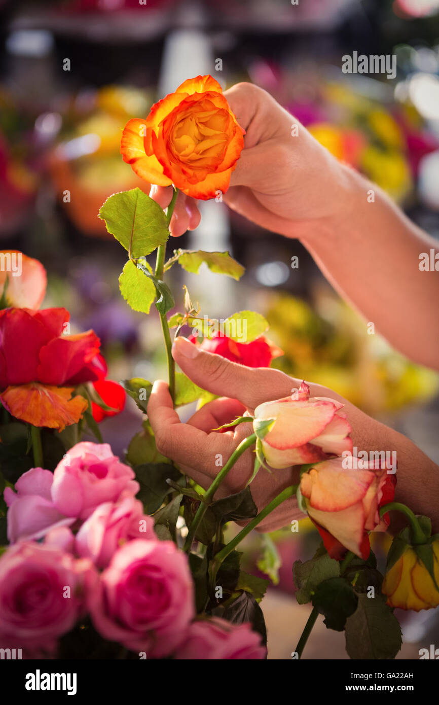 Nahaufnahme von Menschenhand Holding Orange rose Stockfoto