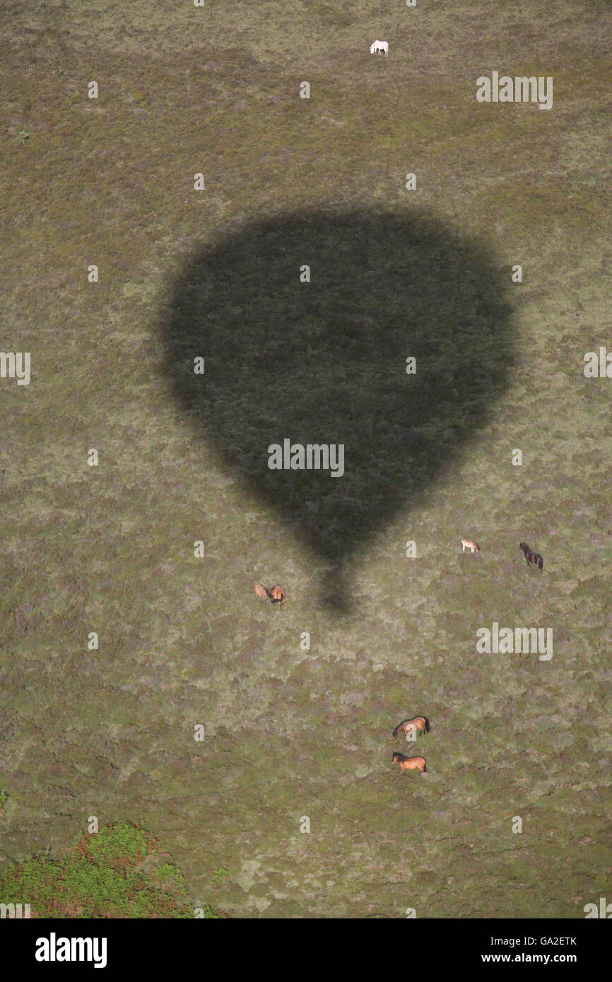Ein Ballon wirft einen Schatten über Tiere, während er über den New Forest geht. Stockfoto