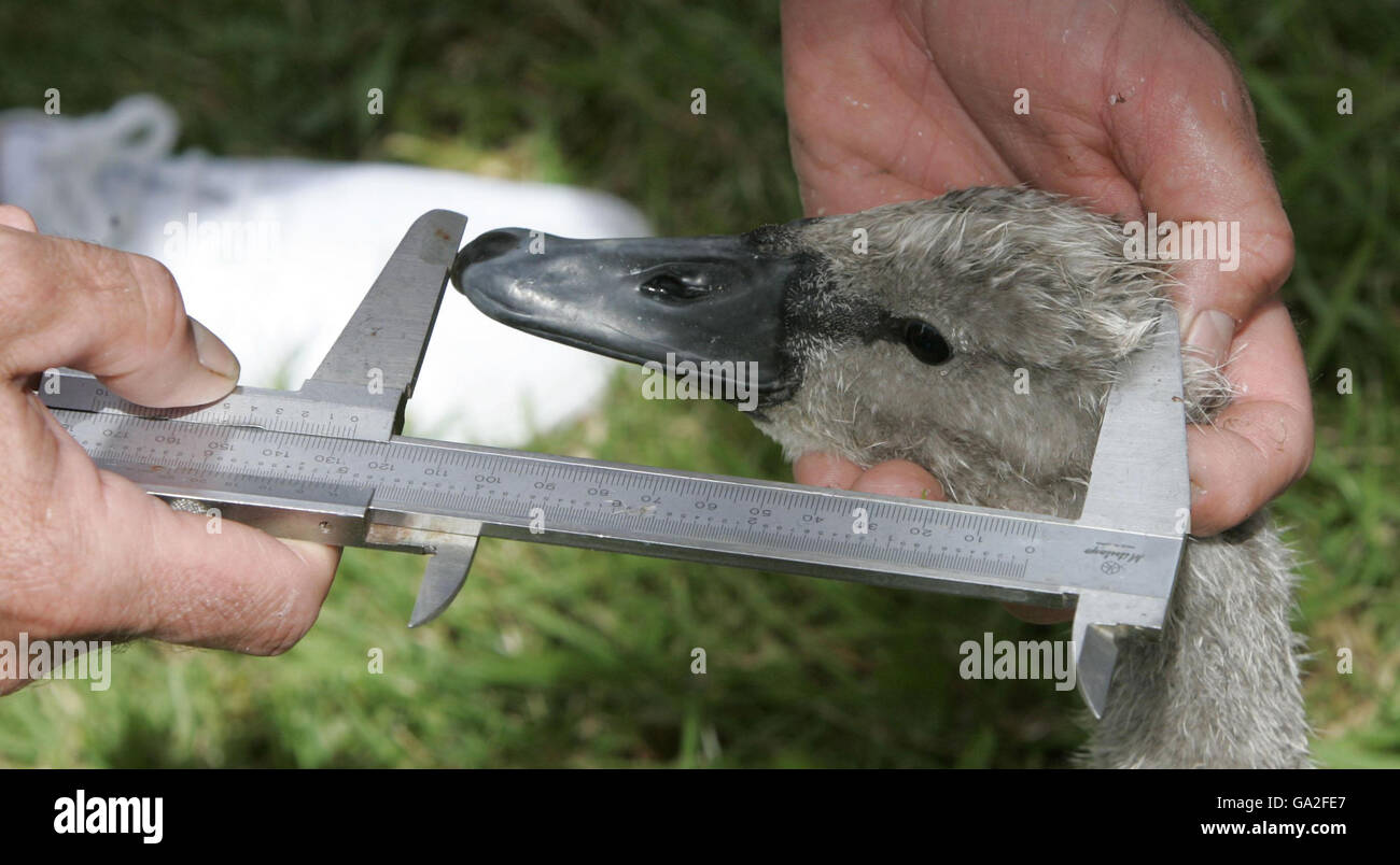 Zu Beginn der jährlichen Volkszählung der Schwanenpopulation 'Swan uping', die heute an der Themse begann, wird ein Cygnet gemessen. Stockfoto